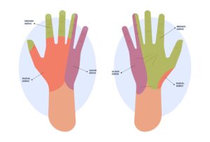 Innervazione mano